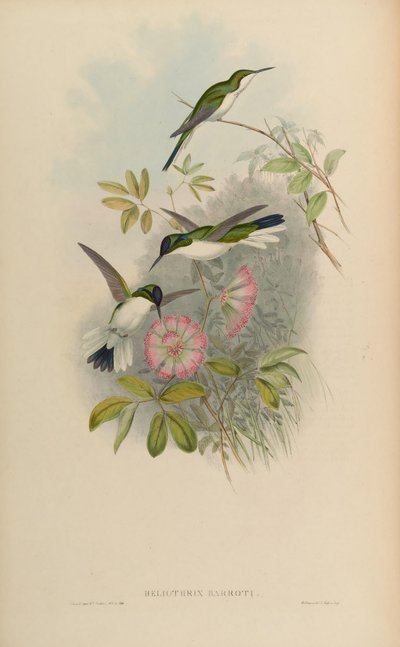 Heliothryx barroti de John Gould